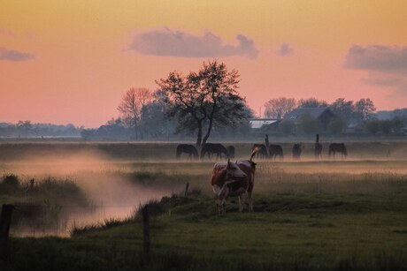 Zonsondergang met mist over het weiland