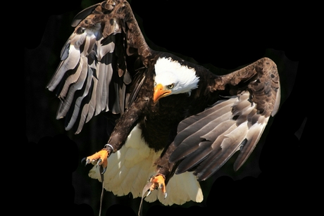 Bald Eagle landing