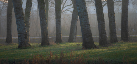 Olifanten 🐘🐘🐘…