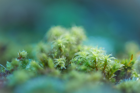 Nog eentje om het af te leren....