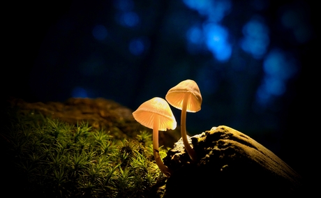 Paddenstoelen in de spotlight 2