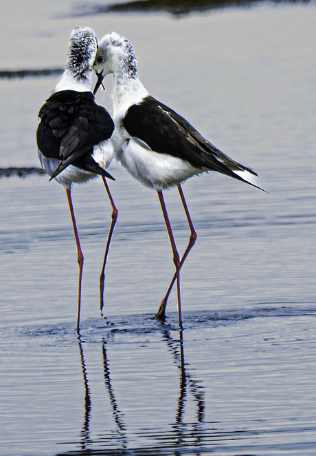 Twee Steltkluten verliefd.
