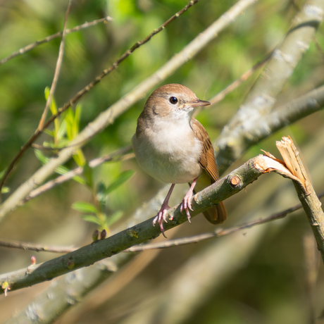 de eerste ontmoeting