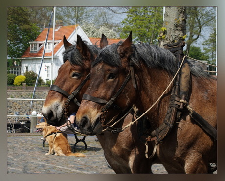 een mooi koppel