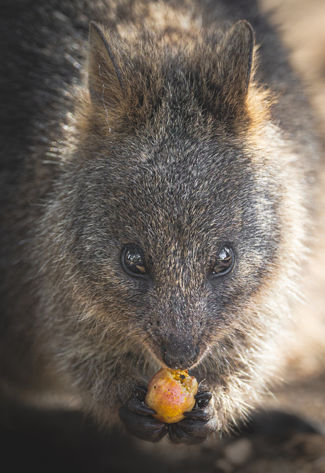 Quokka