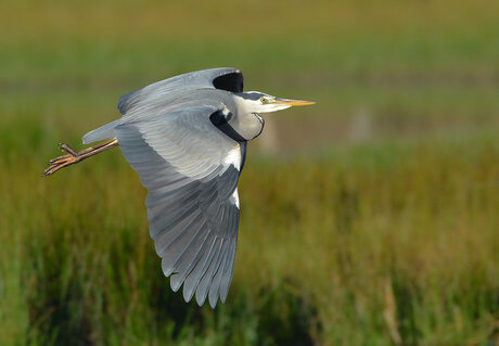 Blauwe Reiger.(Ardea Cinera)