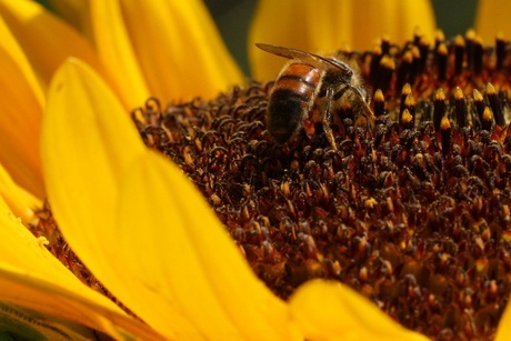 Bee at a sunflower