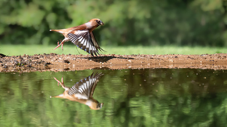 Appelvink in vlucht