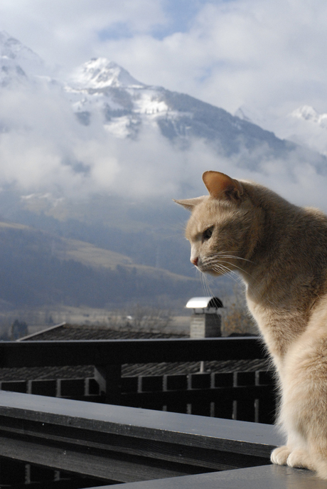 Poes geniet van uitzicht