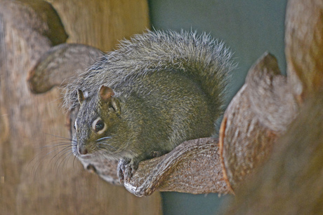 Siberische Grondeekhoorn