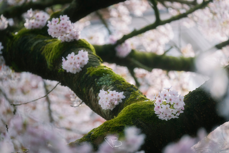 Kersenbloesem in bloei