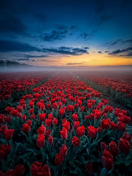 Tulpen in de ochtendmist