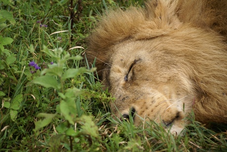 Goodmorning Ngorongoro!