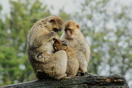 (J)aap Juf zei dat ie luizen heeft.