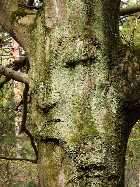 Soms hebben bomen een gezicht