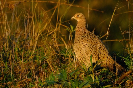 Fazanthen in het avondlicht 