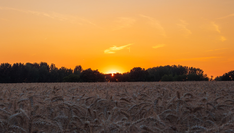 Graanveld bij valavond