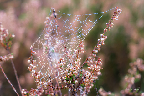 Spinneweb