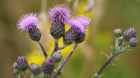 Close up along the road. July 2025