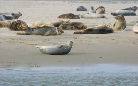 Ameland Wadden zeehonden