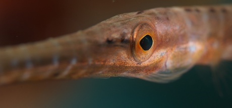 Juvenile Trumpetfish.jpg