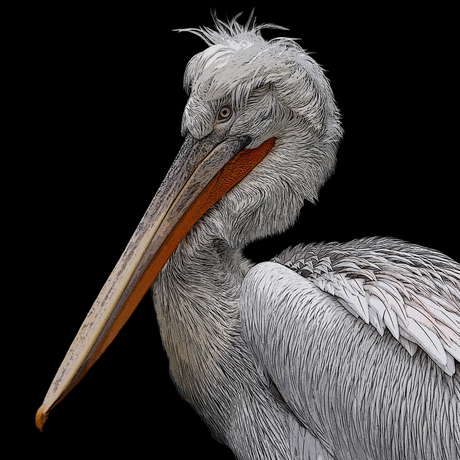 Kroeskop pelikaan 