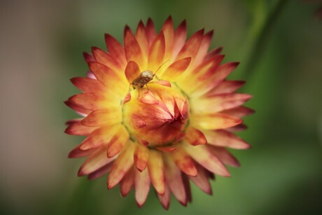 insect op bloem