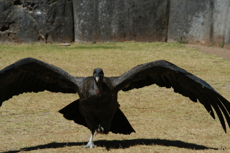 Condor, ready for take off