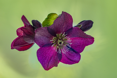 Helleborus
