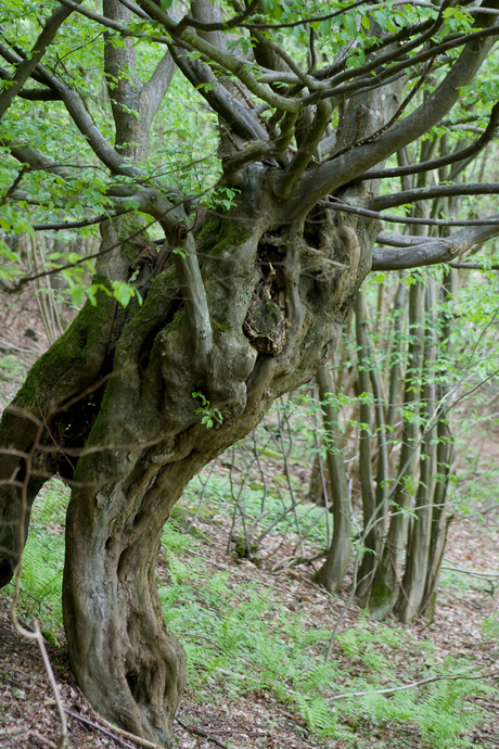 Oer moeder van sprookjesbomen