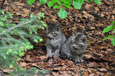 kittens wilde kat