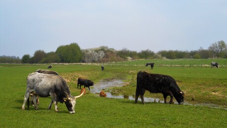 Gecultiveerd natuurlijk