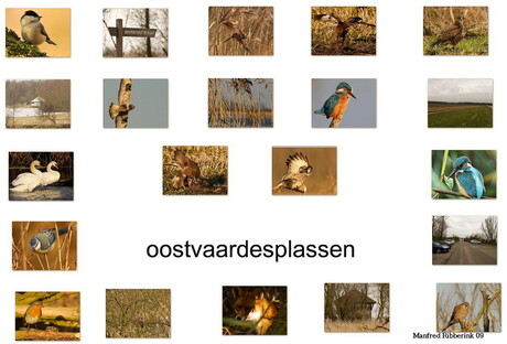 Collage oostvaardesplassen