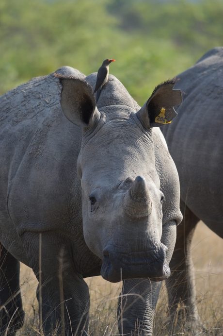 Rhino @ Botswana