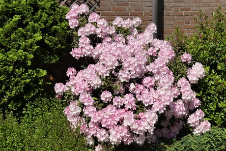 P1210298   PINK RIBBON nr14  Pink in de Wijk Opstal  gespot op 16 mei 2023  
