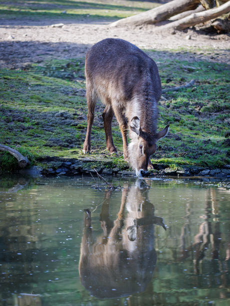 Ellipswaterbok