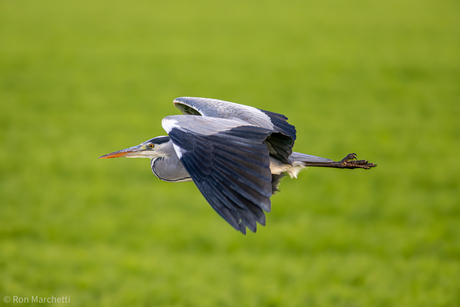 Reiger komt aanvliegen