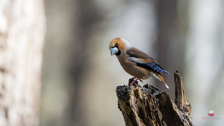 Appelvink in het bos 