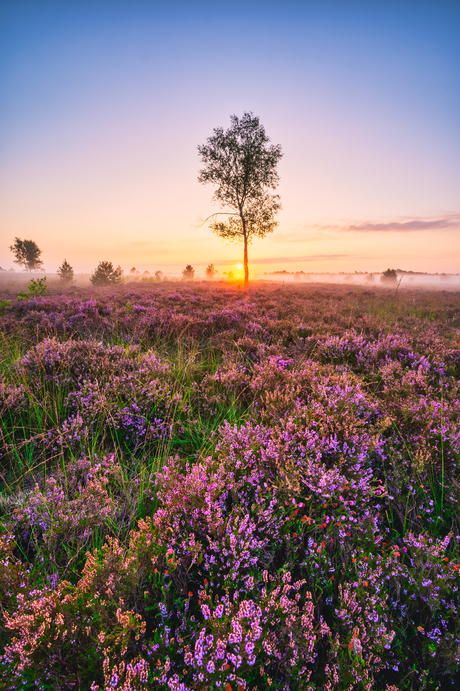 Heide in bloei