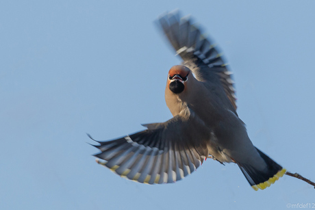 Pestvogel