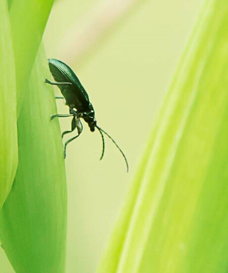 kevertje in het groen