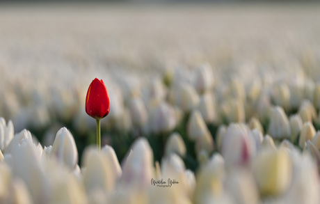 In the picture