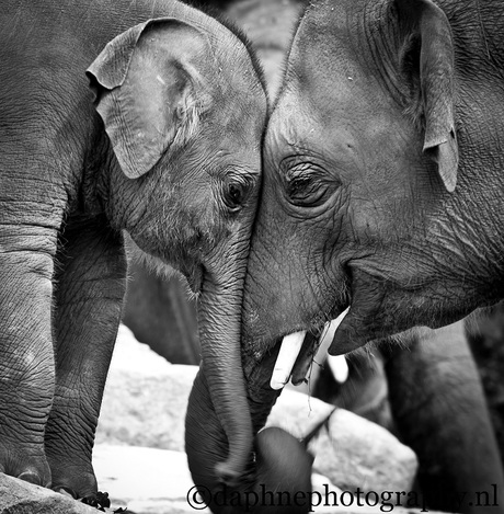 Elephants love