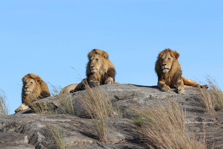 Lions on the rocks