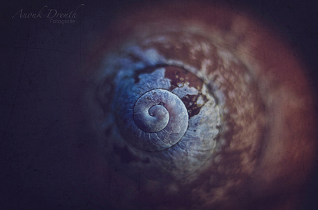 Spiral Artwork By Nature