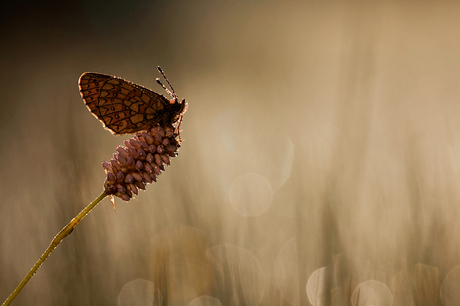 golden bog fritillary