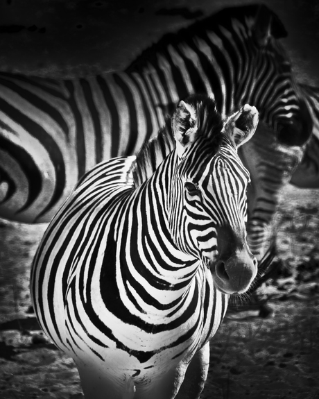 Zebra, Botswana