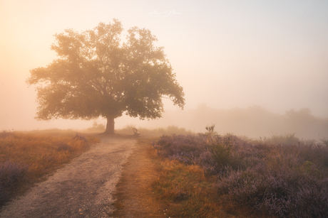Paarse heide