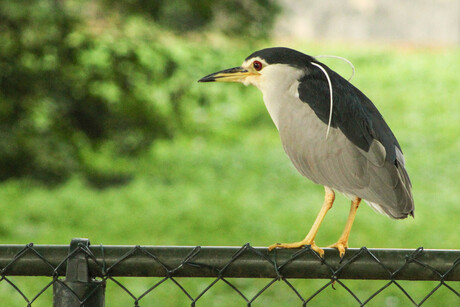 een visje mee pikken