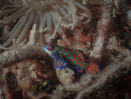 Manderijnvisje Indonesië 